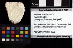 Foto (Objket + Etiketten) von Decapoda indet. 